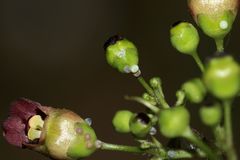 Zwölf Eier des Braunwurz-Mönchs (Cucullia scrophulariae) auf einem Foto!