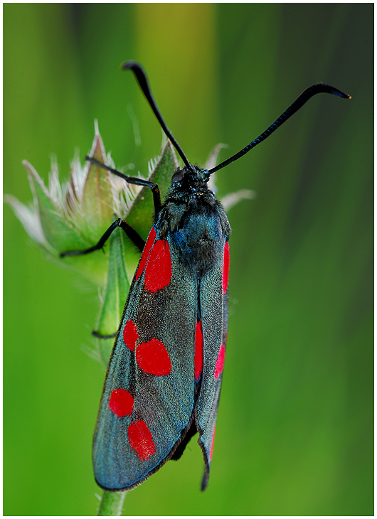 Zyaena filipendulae