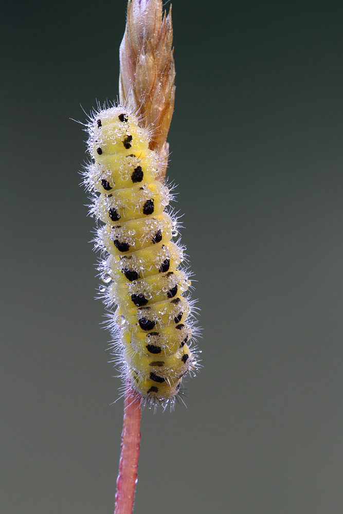 Zygaena