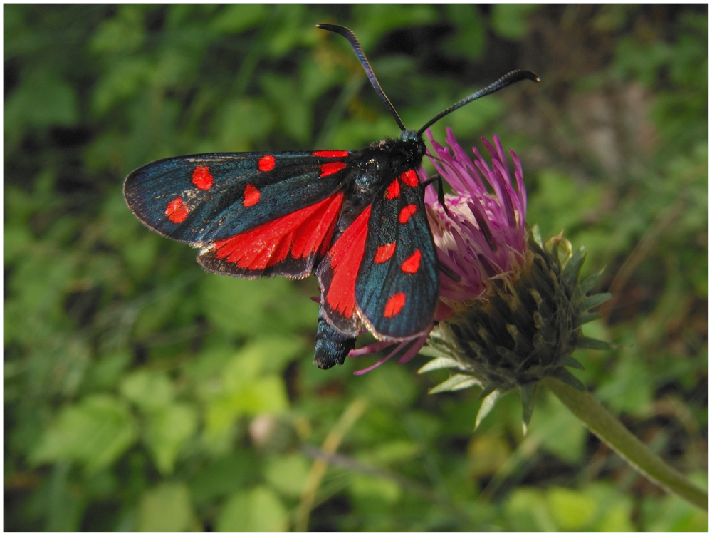 Zygaena