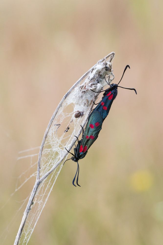 Zygaena