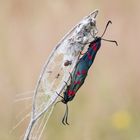 Zygaena