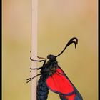 Zygaena