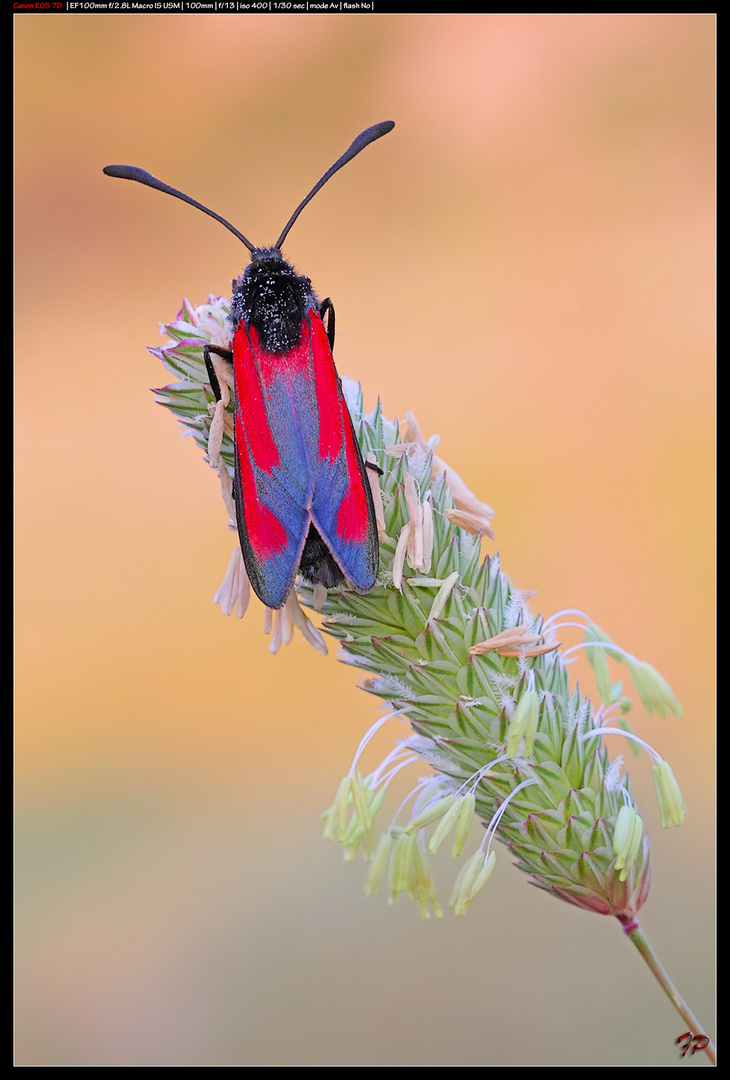 Zygaena