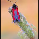 Zygaena