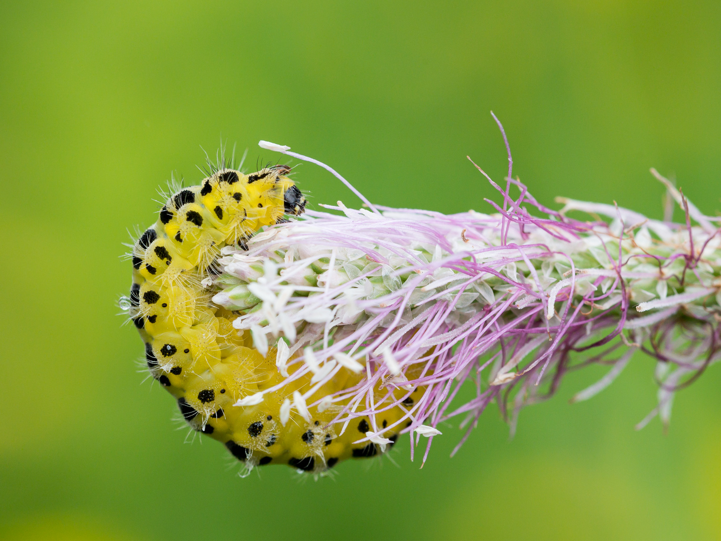 Zygaena