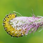 Zygaena