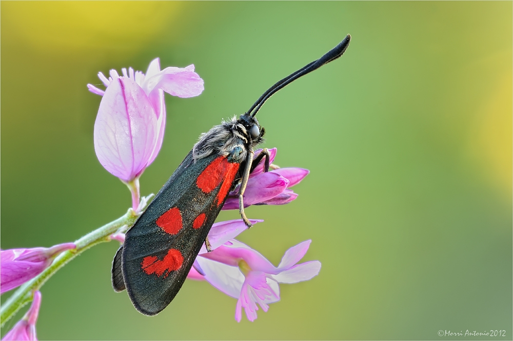 Zygaena