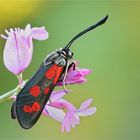 Zygaena