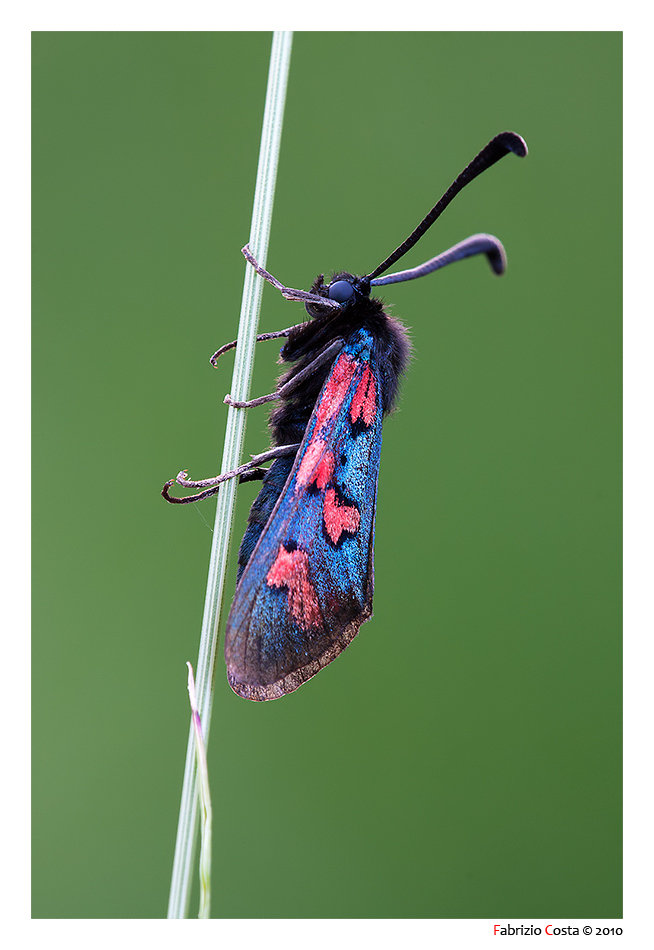 Zygaena