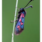 Zygaena