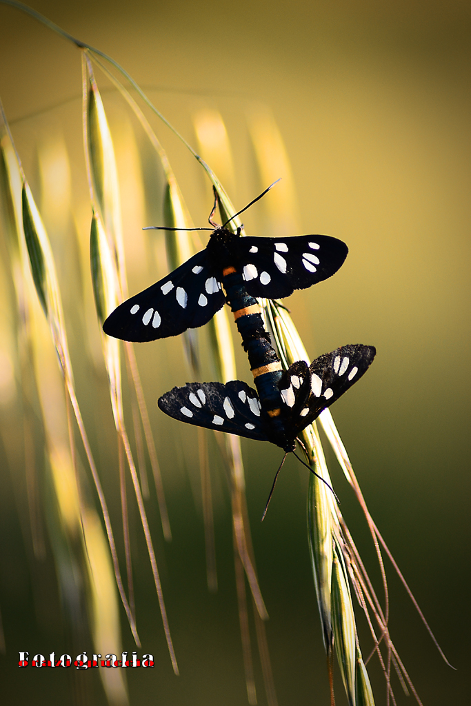 Zygaena