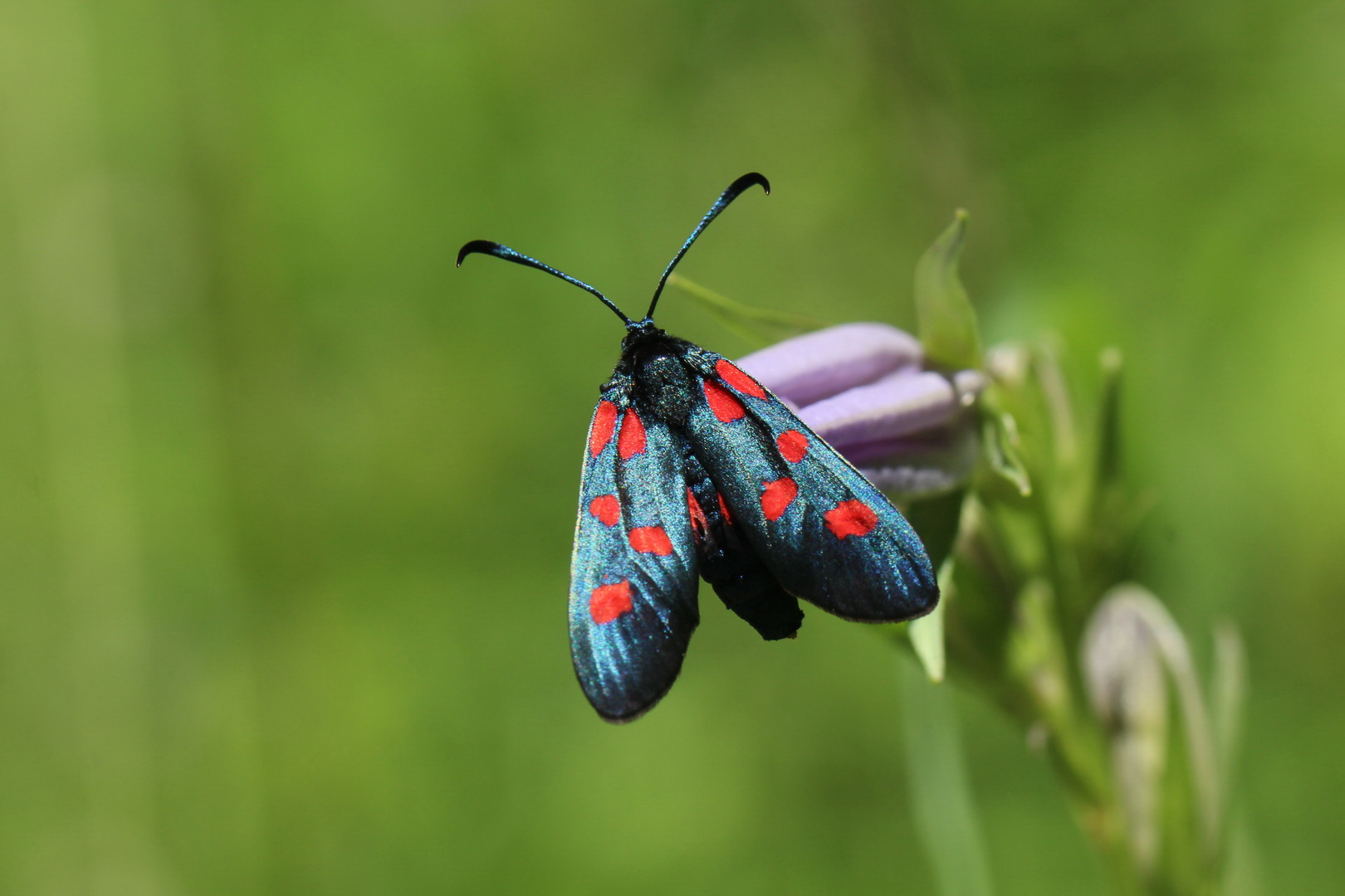 Zygaena angelicae