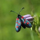 Zygaena angelicae