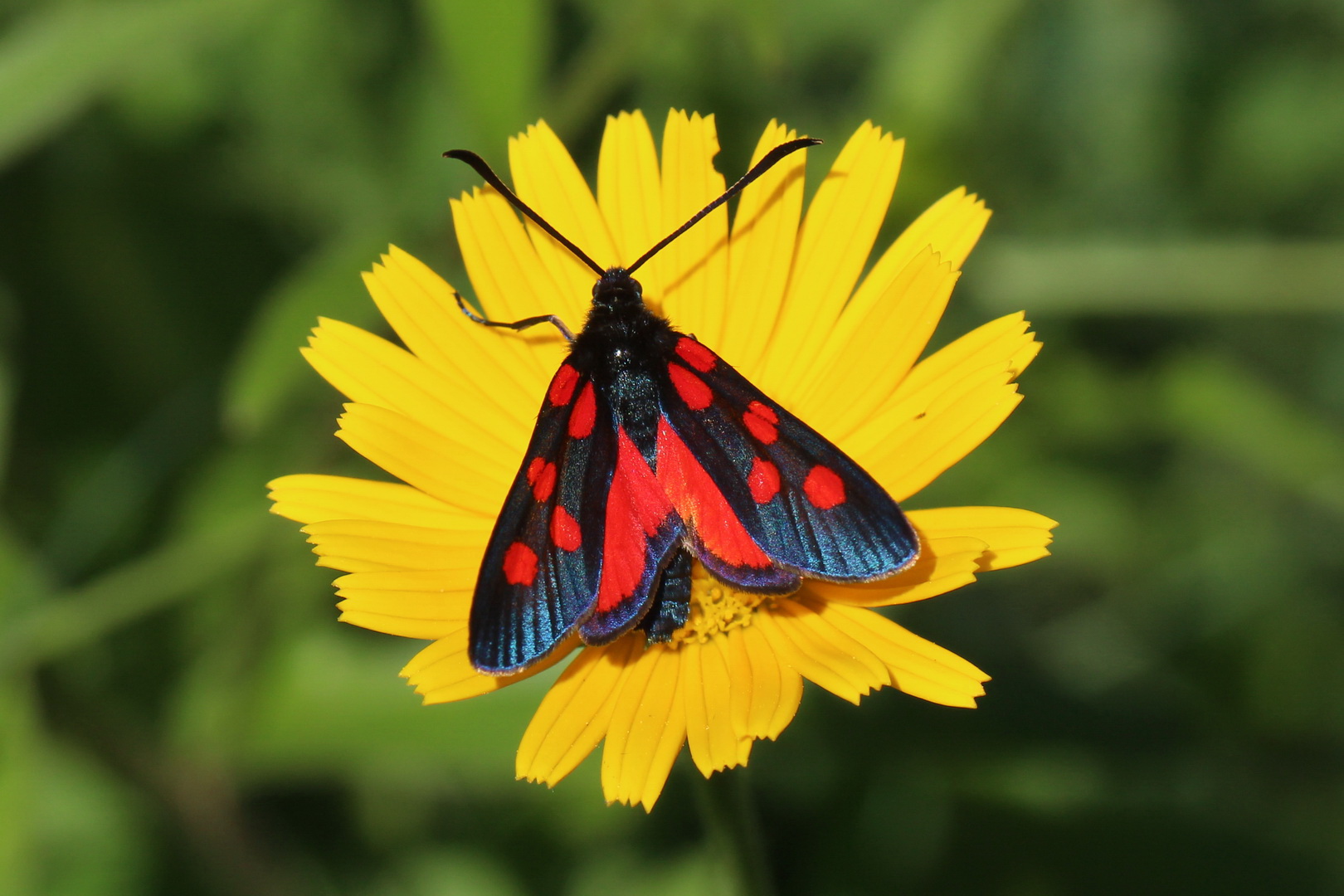 Zygaena angelicae