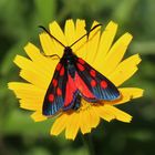 Zygaena angelicae