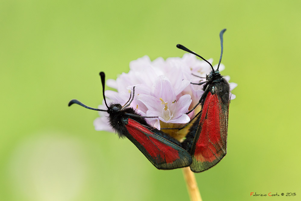 Zygaena brizae in accoppiamento