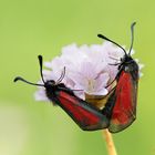 Zygaena brizae in accoppiamento