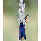 Zygaena