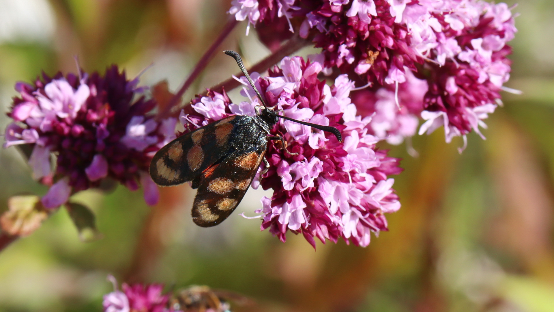 Zygaena carniolica