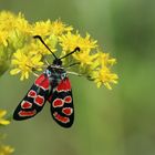 Zygaena carniolica