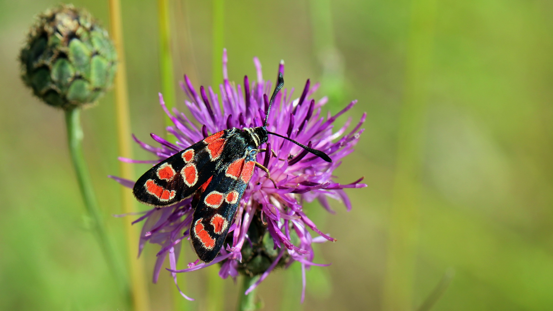 Zygaena carniolica