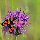 Zygaena carniolica