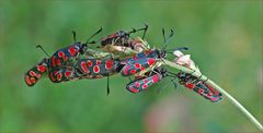 Zygaena carniolica