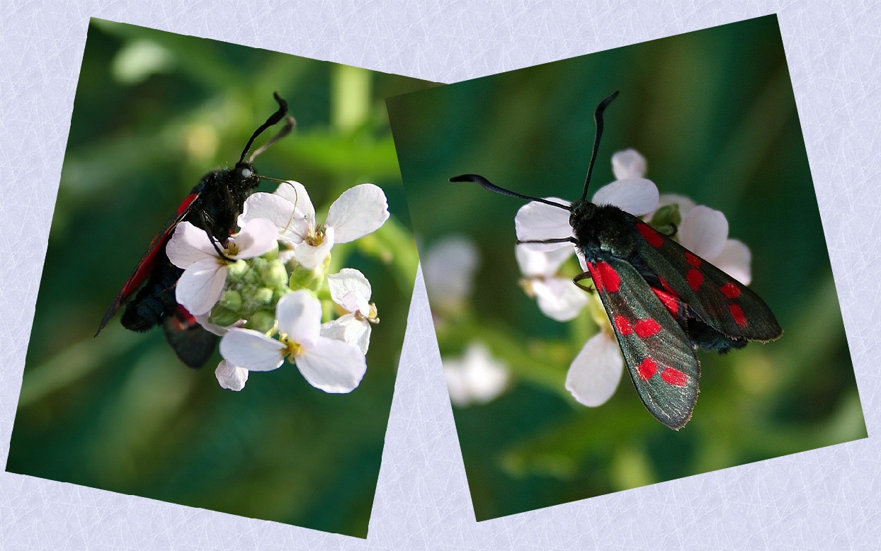 Zygaena carniolica