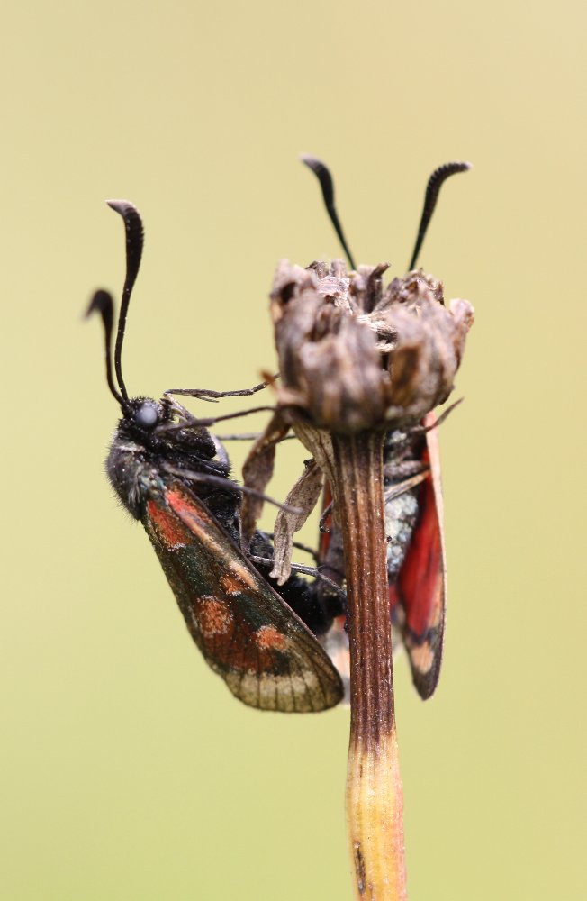 Zygaena carniolica - Esparsettenwidderchen