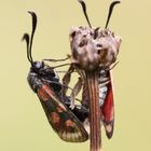 Zygaena carniolica - Esparsettenwidderchen