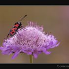 Zygaena