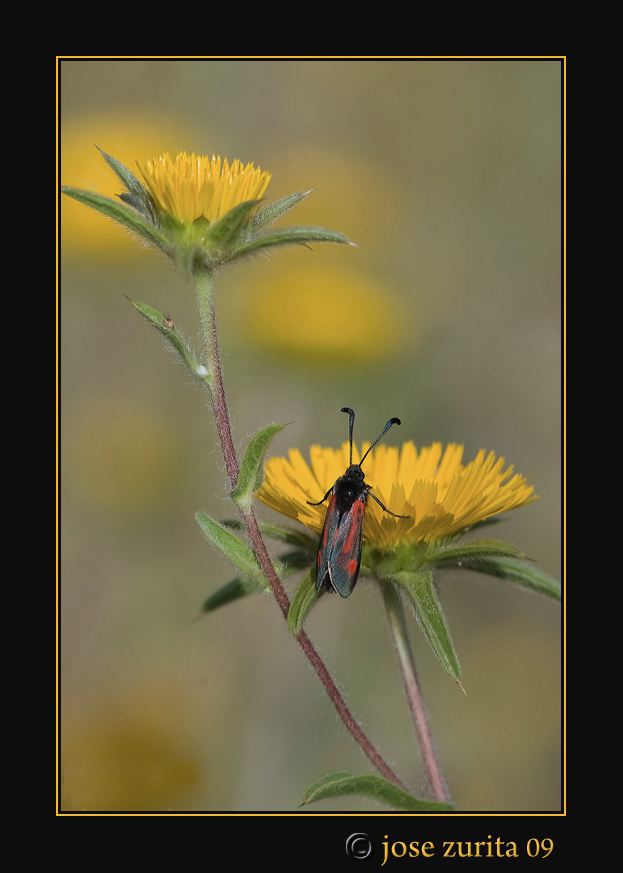 zygaena (DEDICADA A ROCCO)