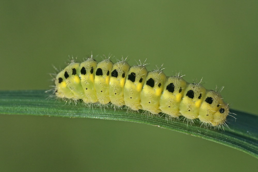 Zygaena