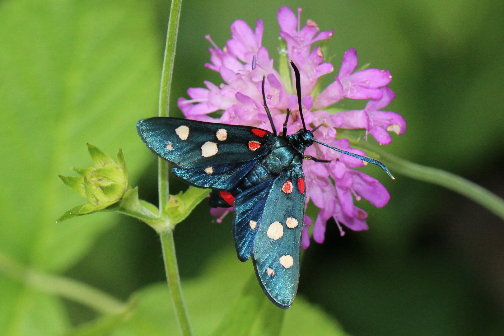 Zygaena ephialtes