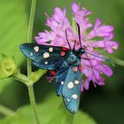 Zygaena ephialtes