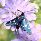  Zygaena ephialtes- Veränderliches Widderchen