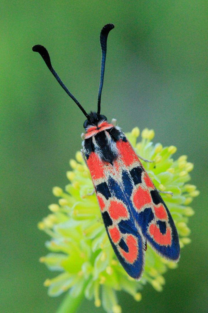 Zygaena fausta