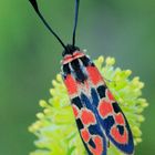 Zygaena fausta