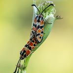 Zygaena fausta