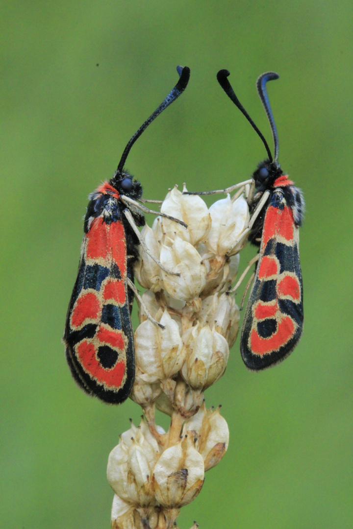 Zygaena fausta