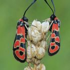 Zygaena fausta