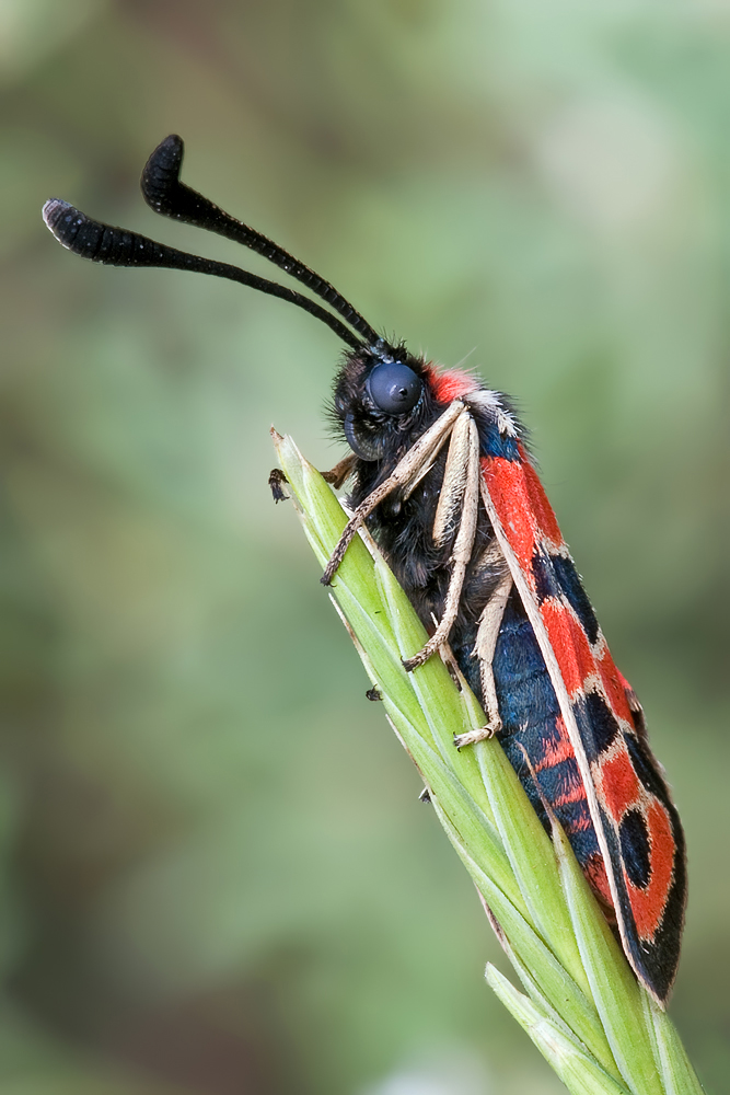 Zygaena fausta