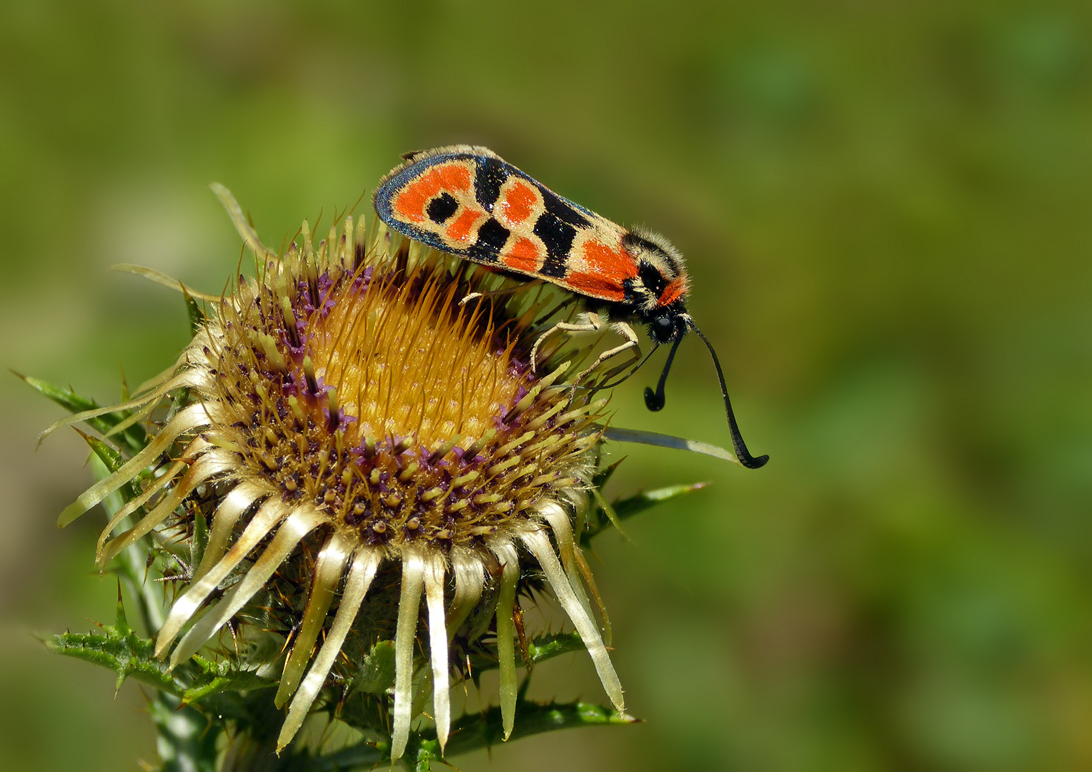 Zygaena fausta