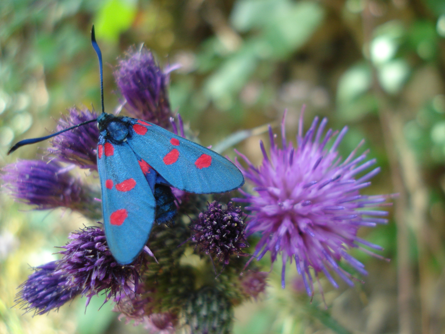 zygaena filipendula