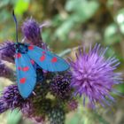 zygaena filipendula