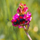 Zygaena filipendula