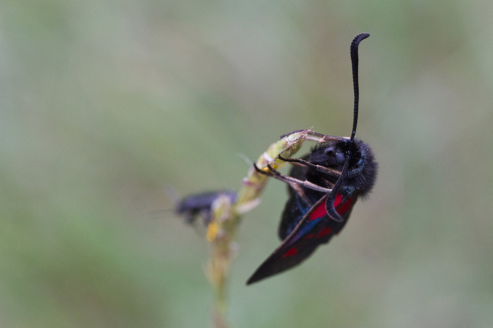 Zygaena filipendula