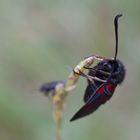 Zygaena filipendula