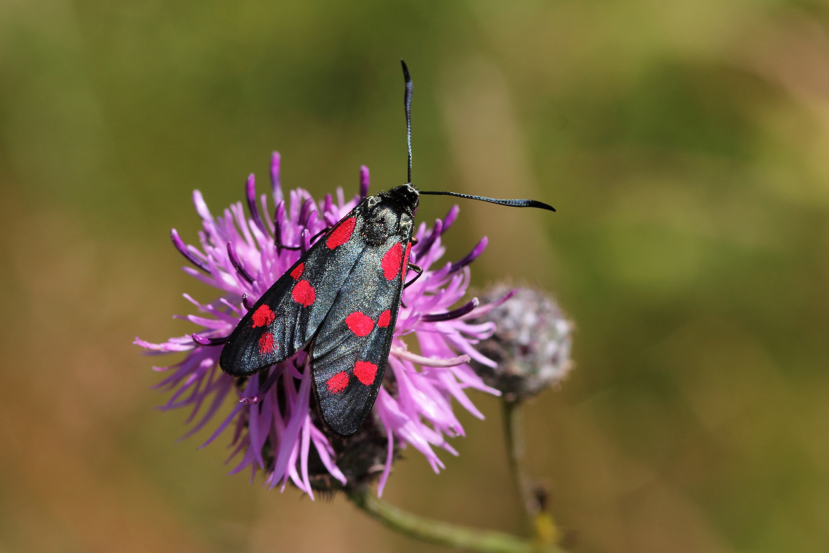 zygaena filipendulae